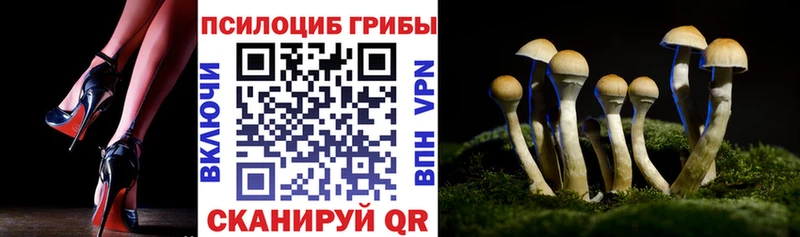 купить наркоту Шали Псилоцибиновые грибы Psilocybe